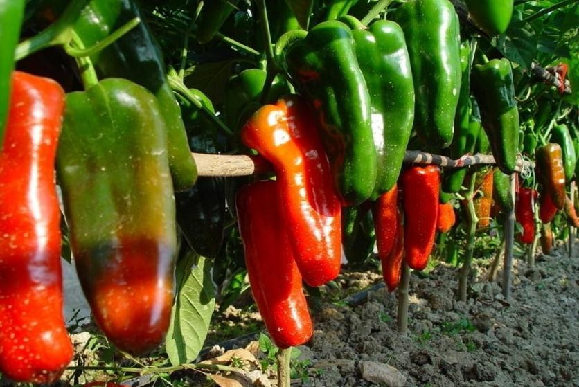 辣椒高產高質的種植技術有哪些