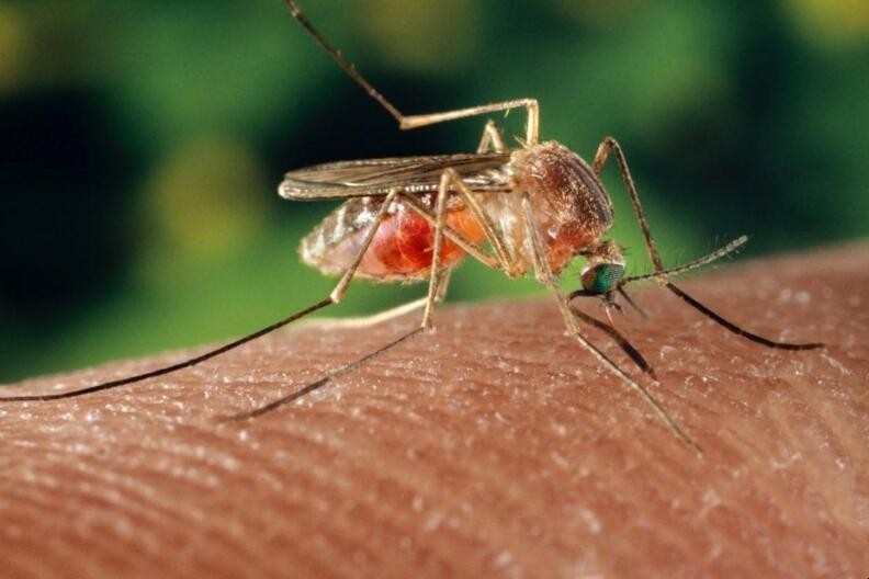 夏季防蚊子有什麼辦法
