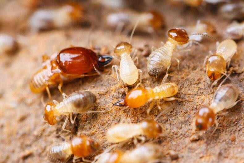 怎麼防治傢中的白蟻