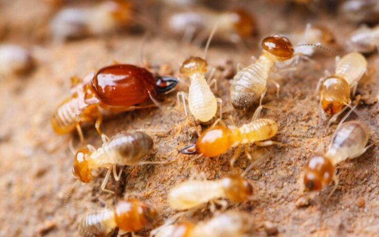 白蟻怎麼根治