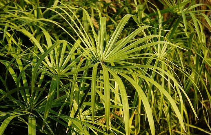 土培水竹的養殖方法是什麼