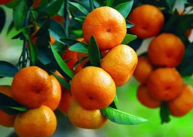 柑橘采收要註意什麼