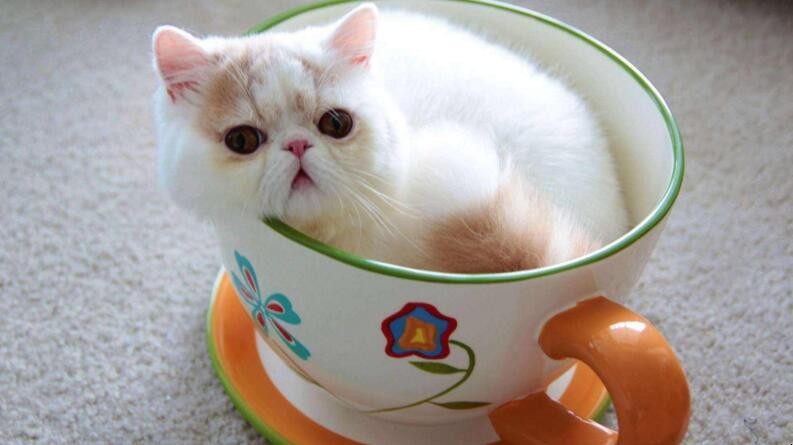茶杯貓壽命有多長