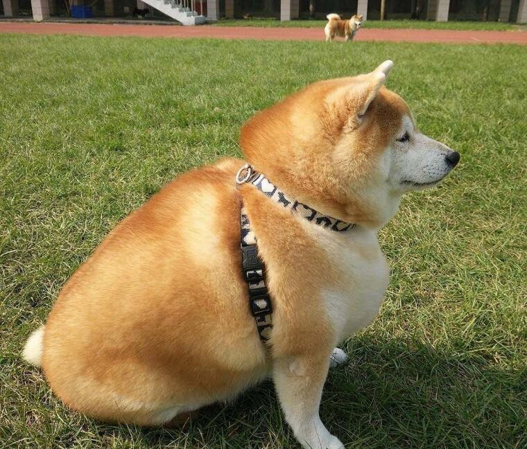 狗狗太胖瞭怎麼減肥
