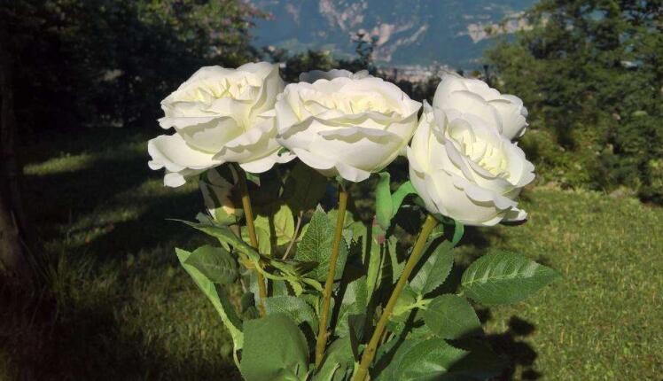 白玫瑰的養殖方法是什麼