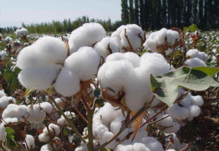 種植棉花的註意事項有哪些
