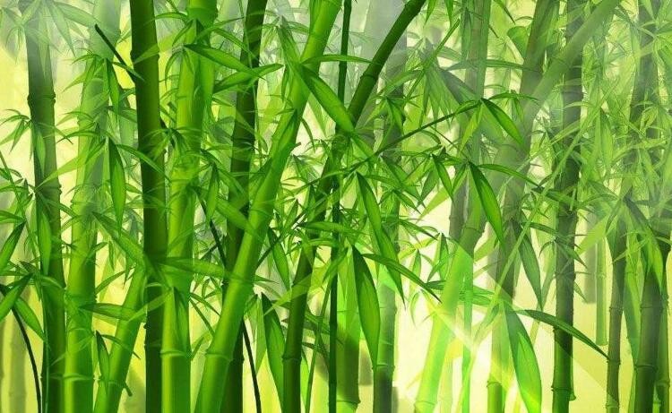 竹子是什麼類型的植物