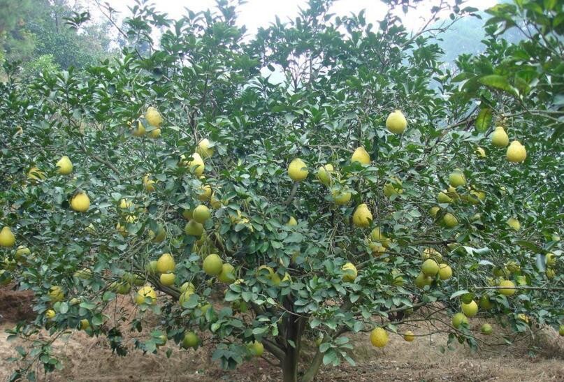 柚子樹栽培技術要點有哪些