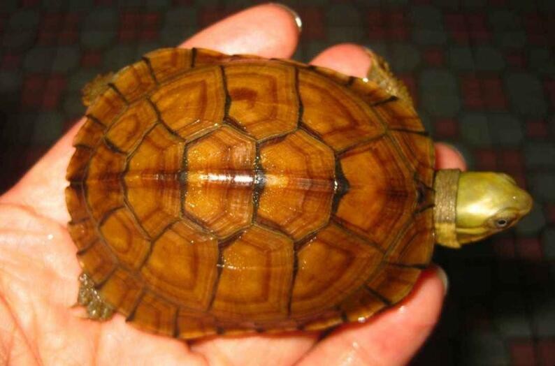 怎麼養黃喉擬水龜更具有觀賞性
