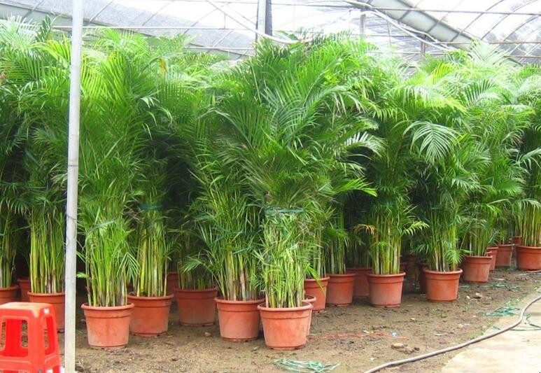 鳳尾竹可以澆淘米水嗎