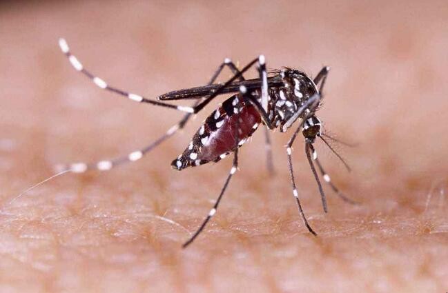 滅蚊子簡單有效的方法是什麼
