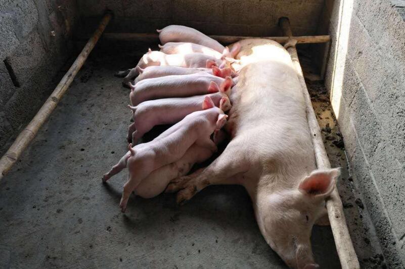 哺乳母豬采食量低怎麼辦