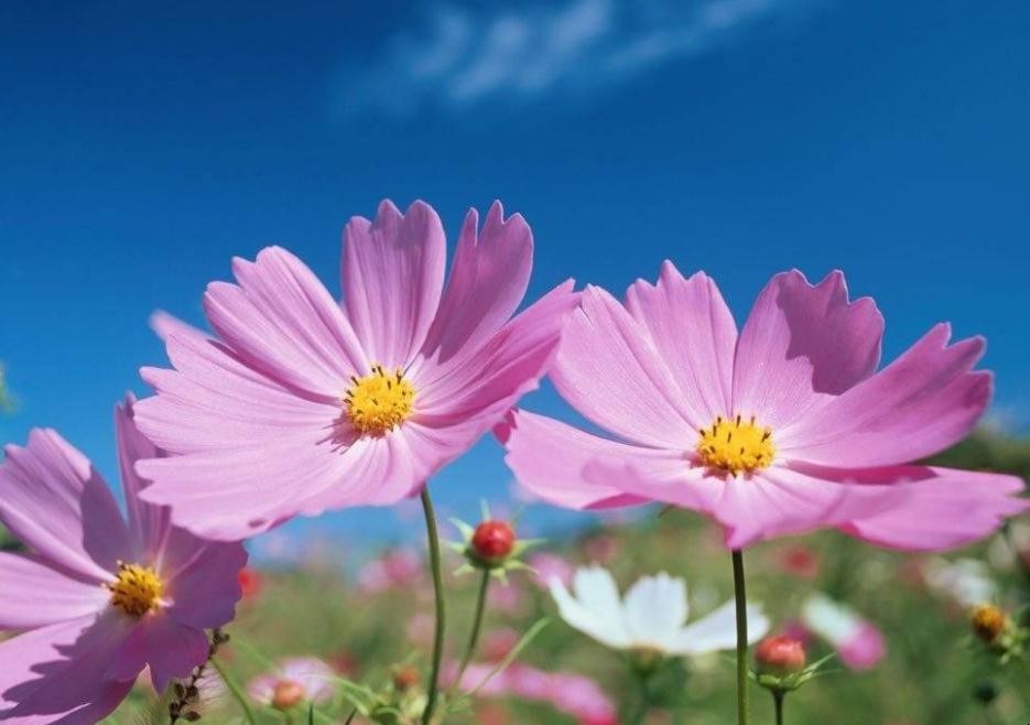 波斯菊和格桑花是一種花嗎