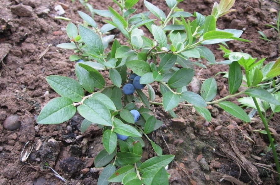 藍莓苗培育難度大嗎