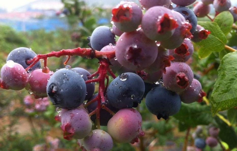 藍莓苗葉片發紅原因是什麼