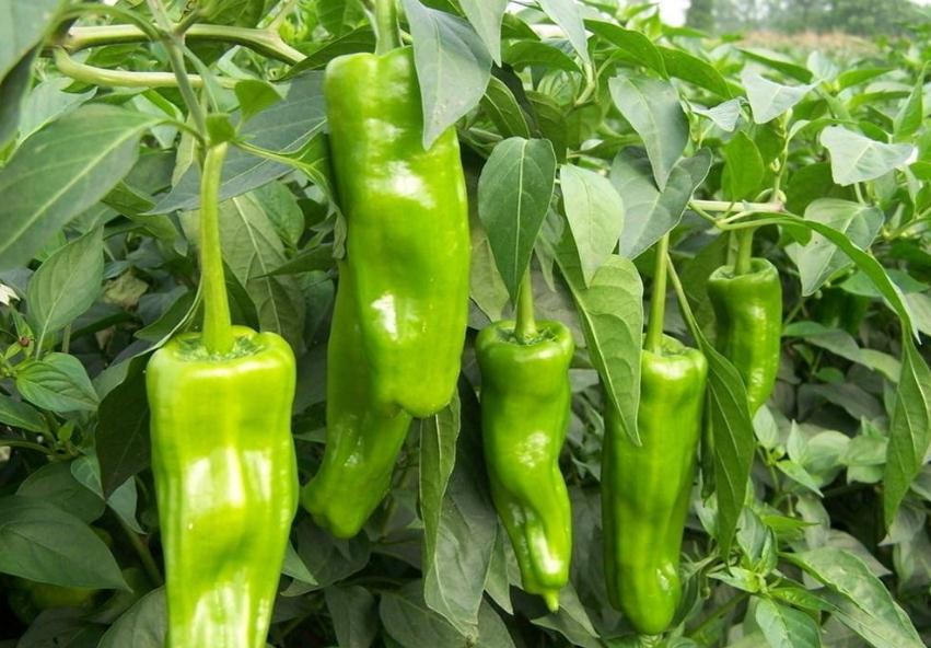 辣椒一般什麼時間種植