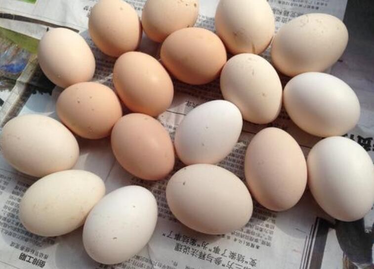 如何提高雞蛋蛋殼的質量