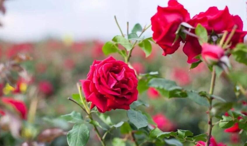 種植玫瑰花註意事項是什麼
