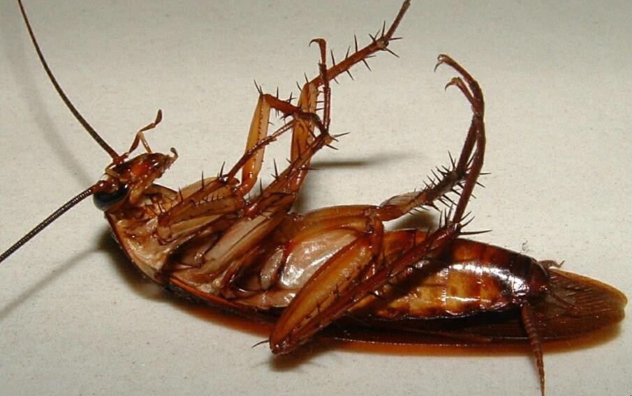 快速消滅蟑螂的方法是什麼