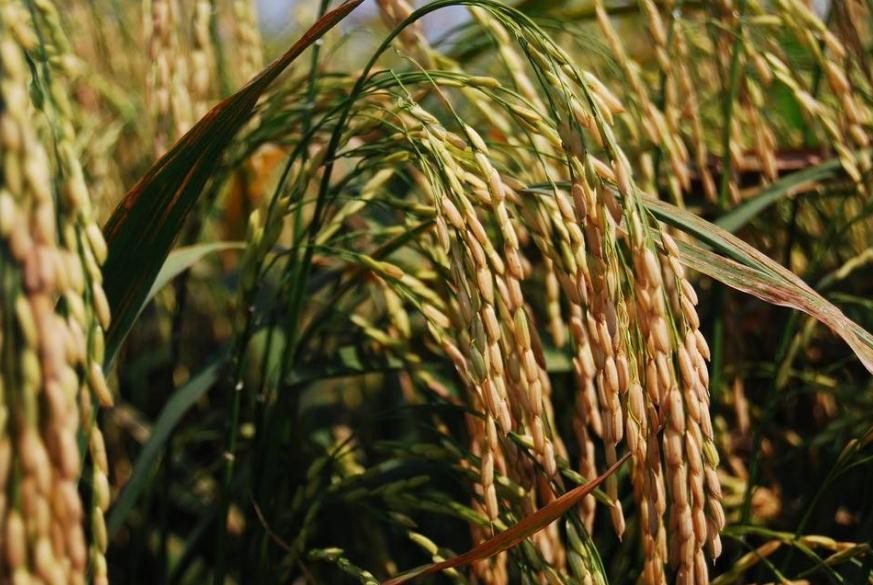 水稻黃葉矮縮是什麼病
