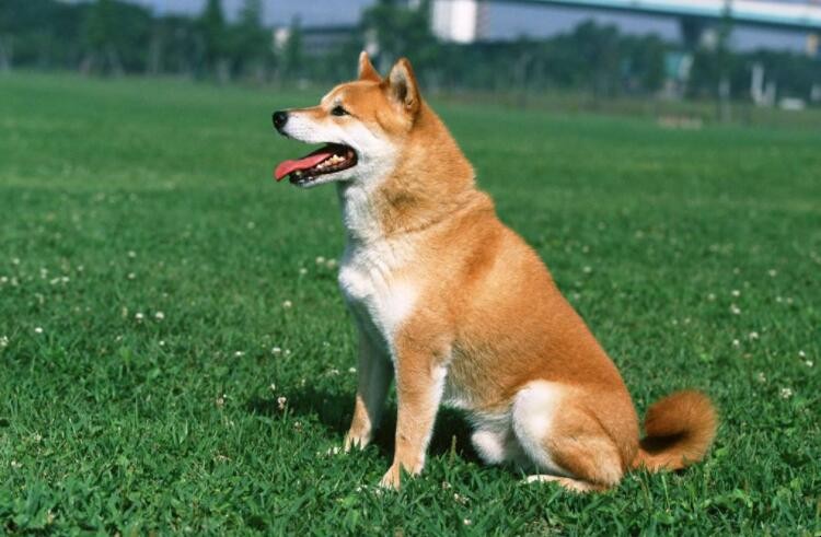 日本柴犬好養嗎