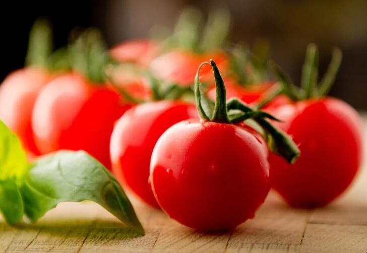 如何種植大棚西紅柿