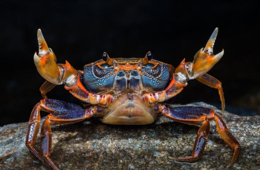 活螃蟹怎麼保存