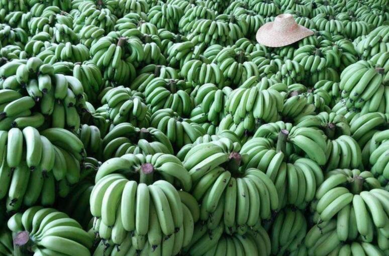 香蕉怎麼種植才能高產
