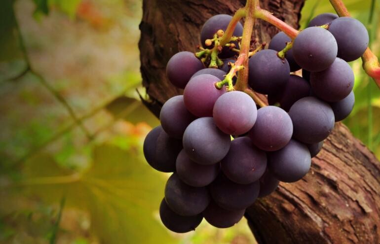 如何區分葡萄和提子
