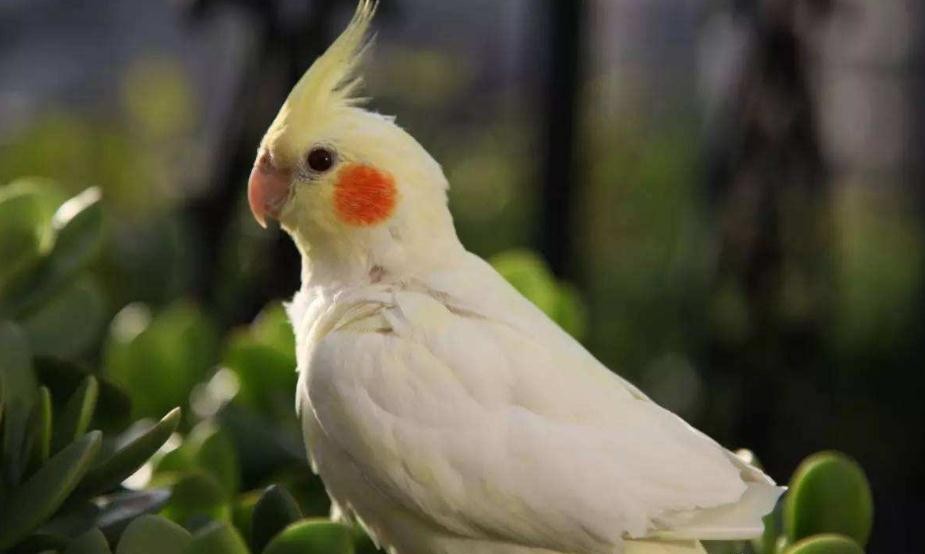 玄鳳鸚鵡是保護動物嗎