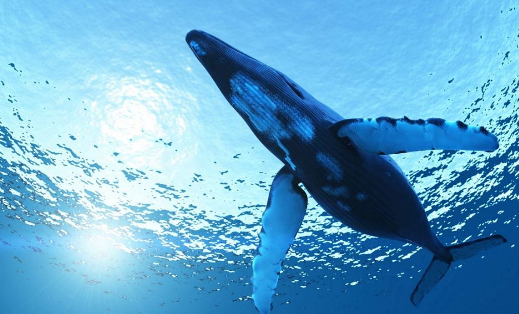 鯨魚是保護動物嗎