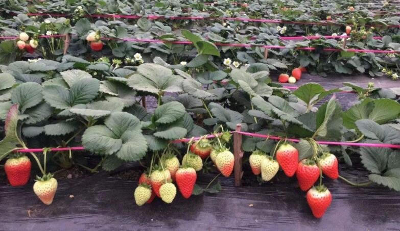冬季草莓怎麼種植