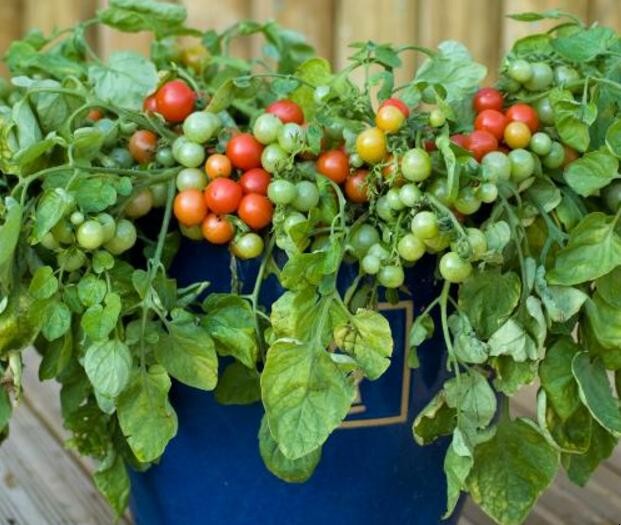 西紅柿怎麼盆栽