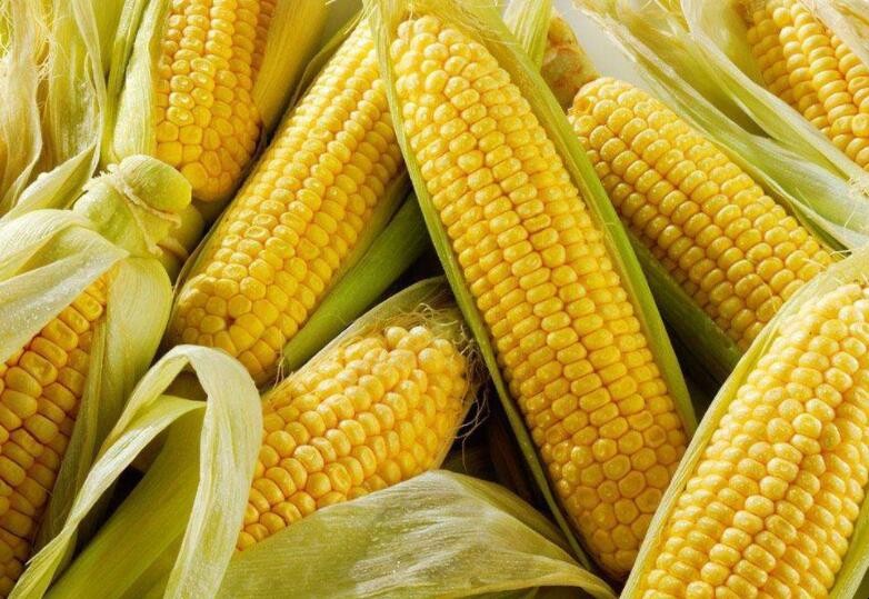 新鮮玉米怎麼保存
