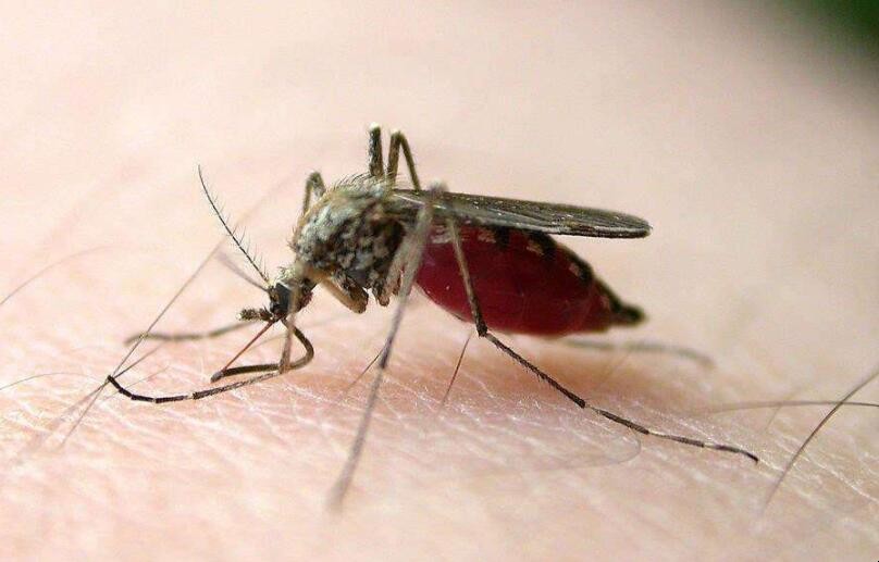 如何簡單有效的防蚊子