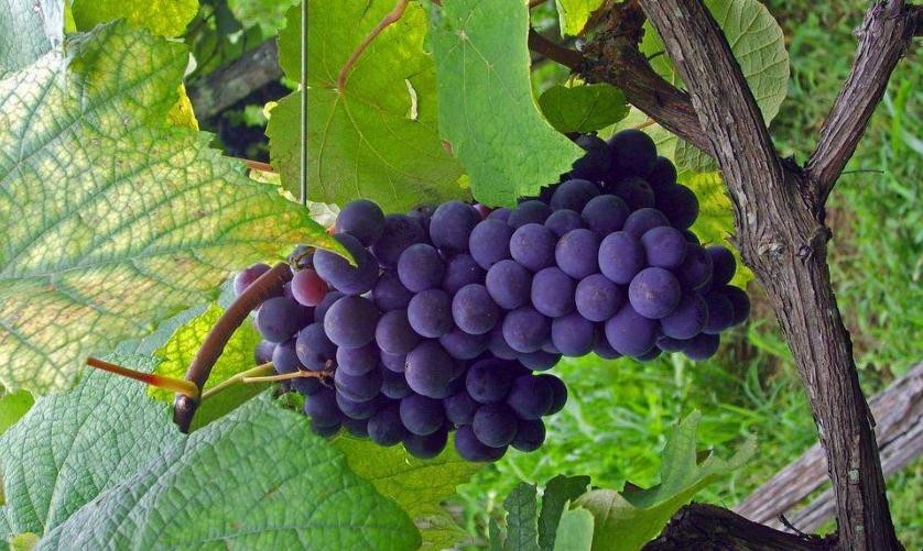 黑提葡萄種植技術是什麼