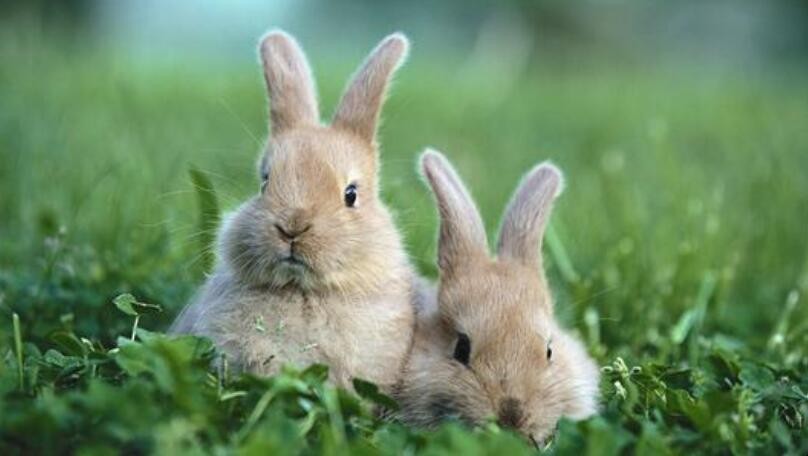 兔子怎麼養才能長的快