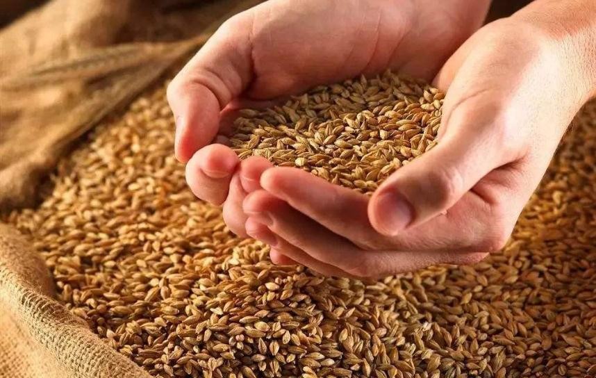 小麥高產種植技術是什麼