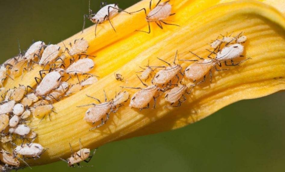 蚜蟲的防治方法有哪些