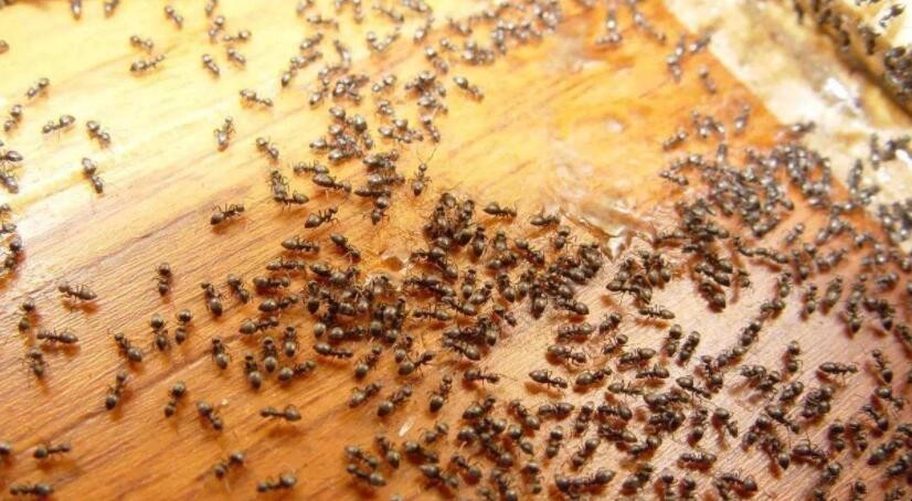 傢裡總有螞蟻怎麼辦