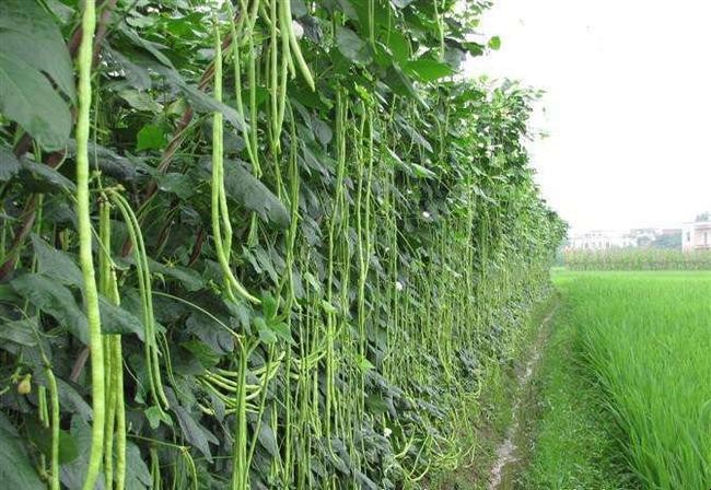 長豆角種植方法是什麼