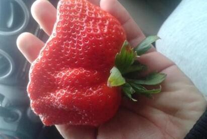 草莓如何防止畸形果問題