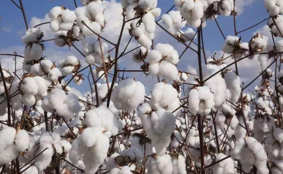 棉花傳播種子的方法是什麼