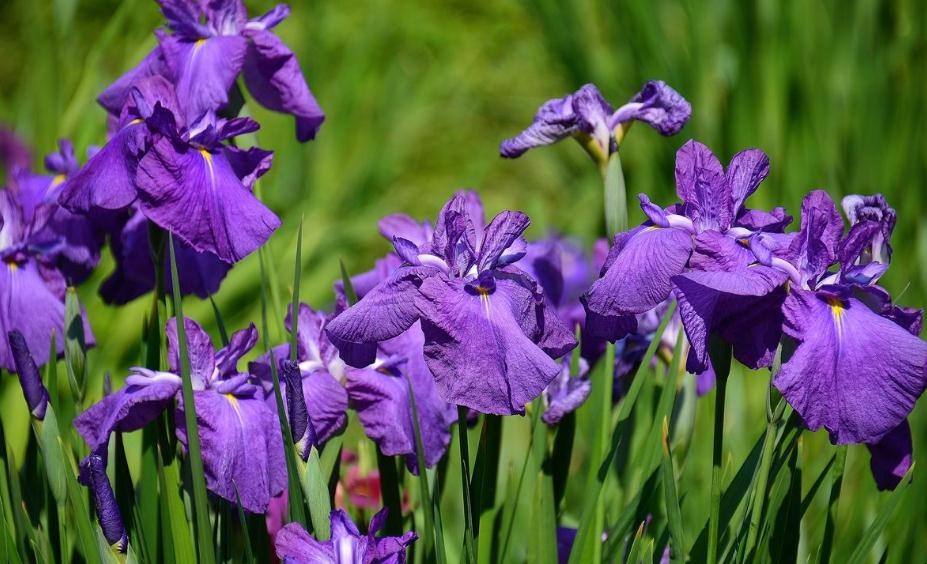 紫色花有哪些品種