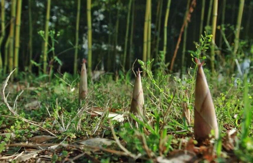 竹筍高產種植方法有哪些