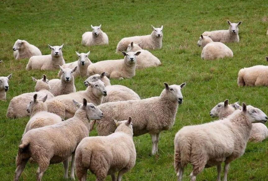 冬季養羊要註意哪些問題