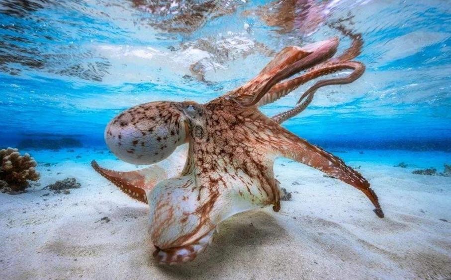 章魚的天敵是什麼動物