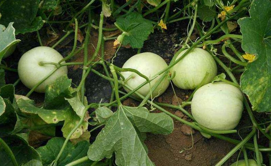 香瓜從種到結果需要多久