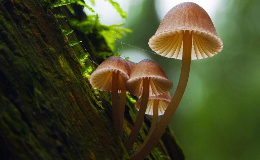 蘑菇對生長環境有什麼要求