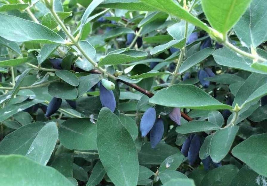 藍靛果種植幾年可以結果
